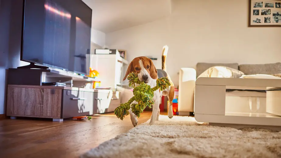 Can Beagles live in an apartment