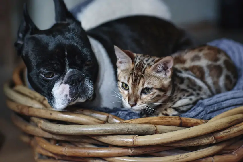 Are Boston Terrier good with cats
