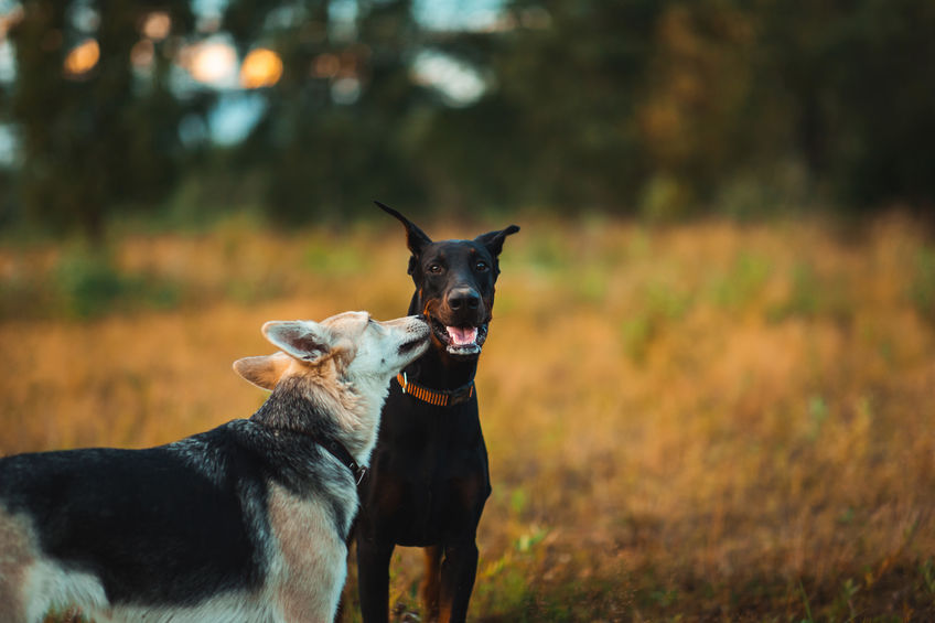 Dobermans good with other dogs