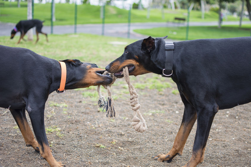 Dobermans like to do