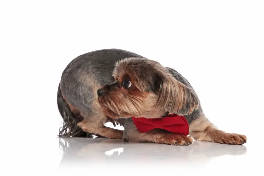 Yorkie anxiety symptoms and solutions