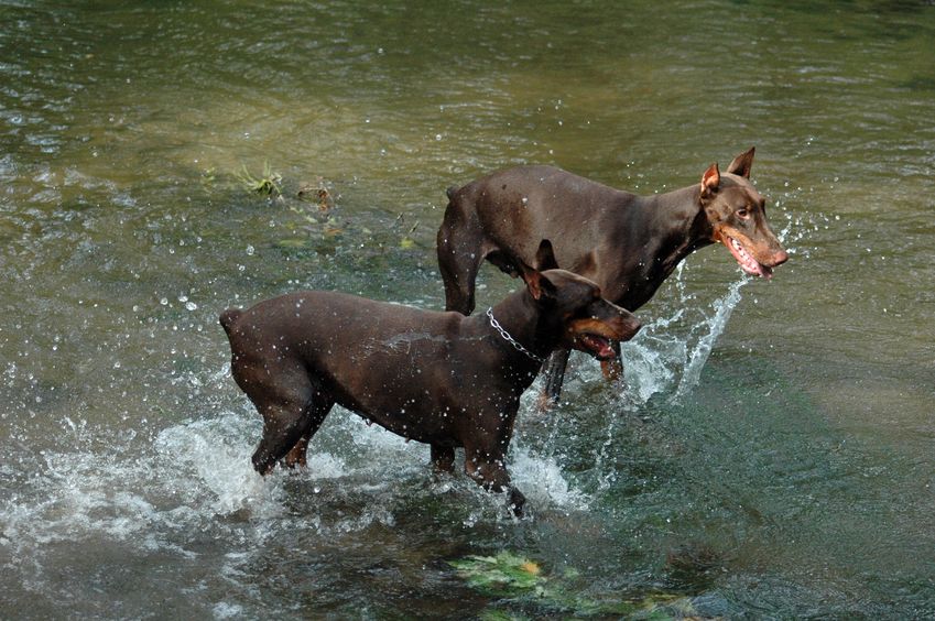 Can Dobermans swim