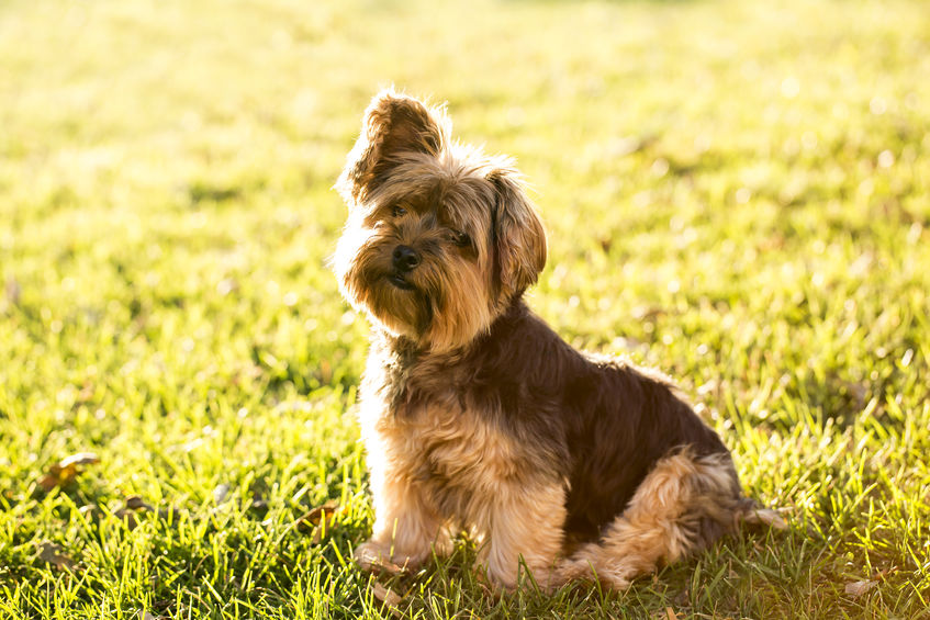 Big Yorkie