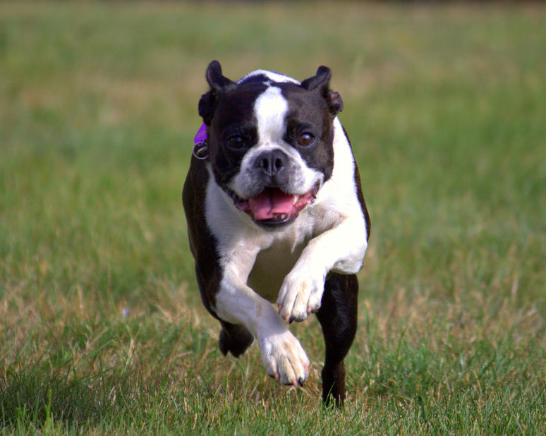 Calm Boston Terrier