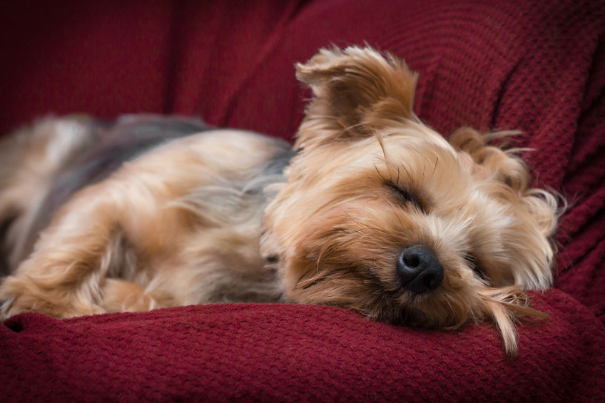 Yorkie Sleeping habits