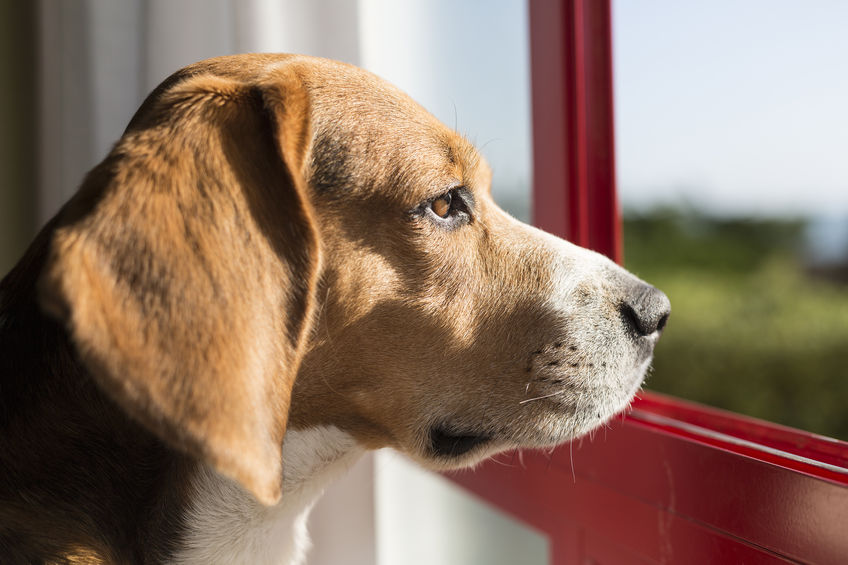 can you leave a Beagle home alone