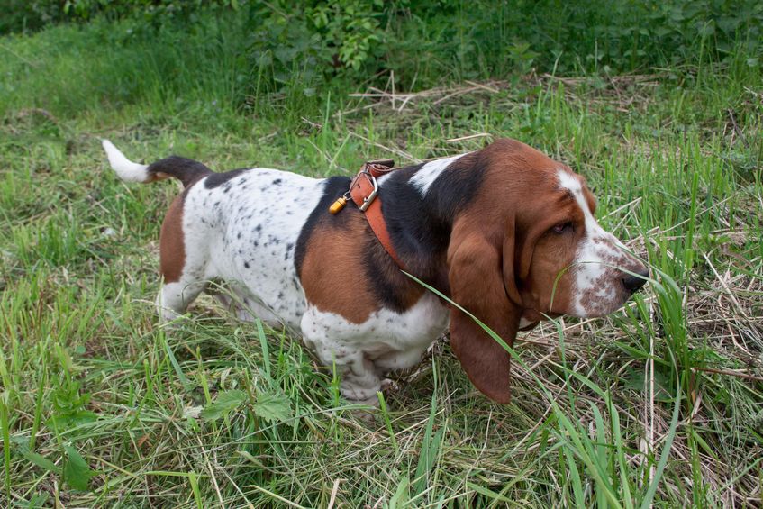 Basset Hound tracking