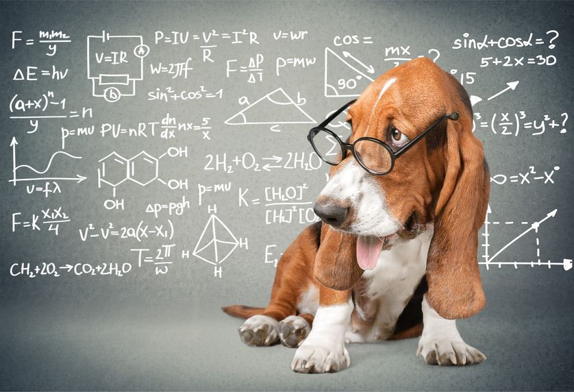 Basset Hound smart & intelligence