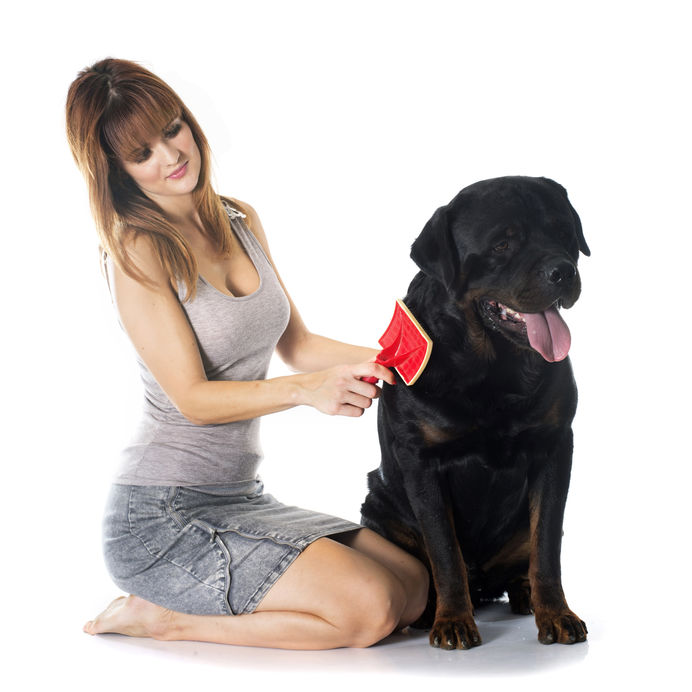 Rottweiler shedding