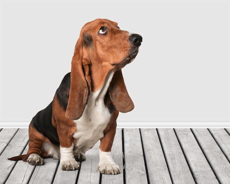 Basset Hound whining