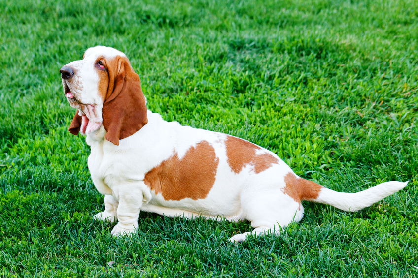 Basset hound