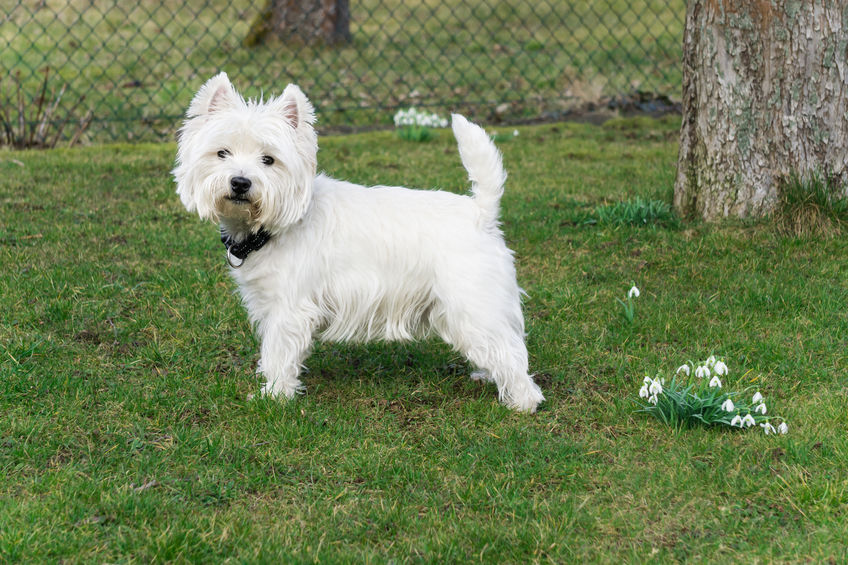 Westie allergies