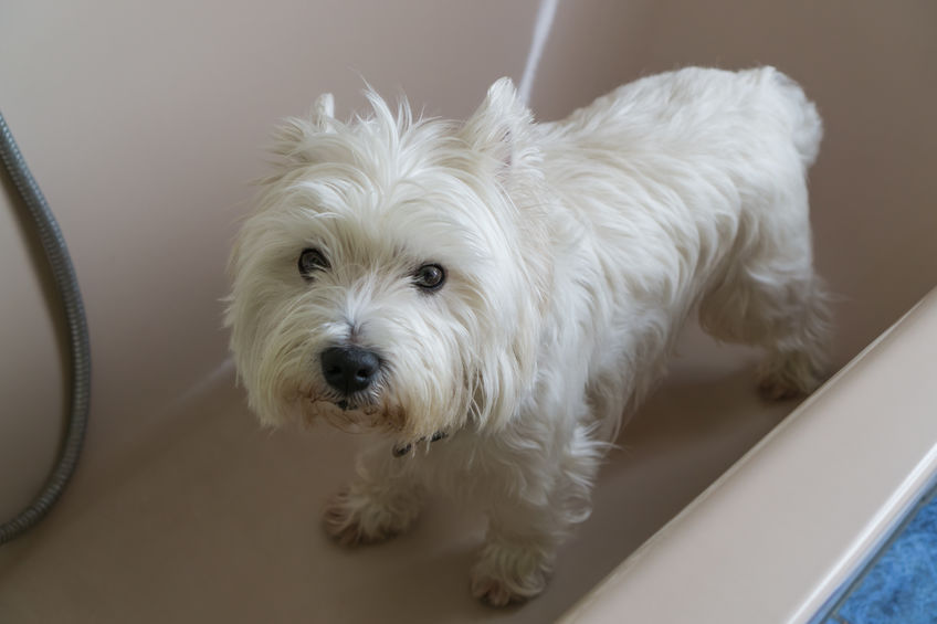 Westie grooming