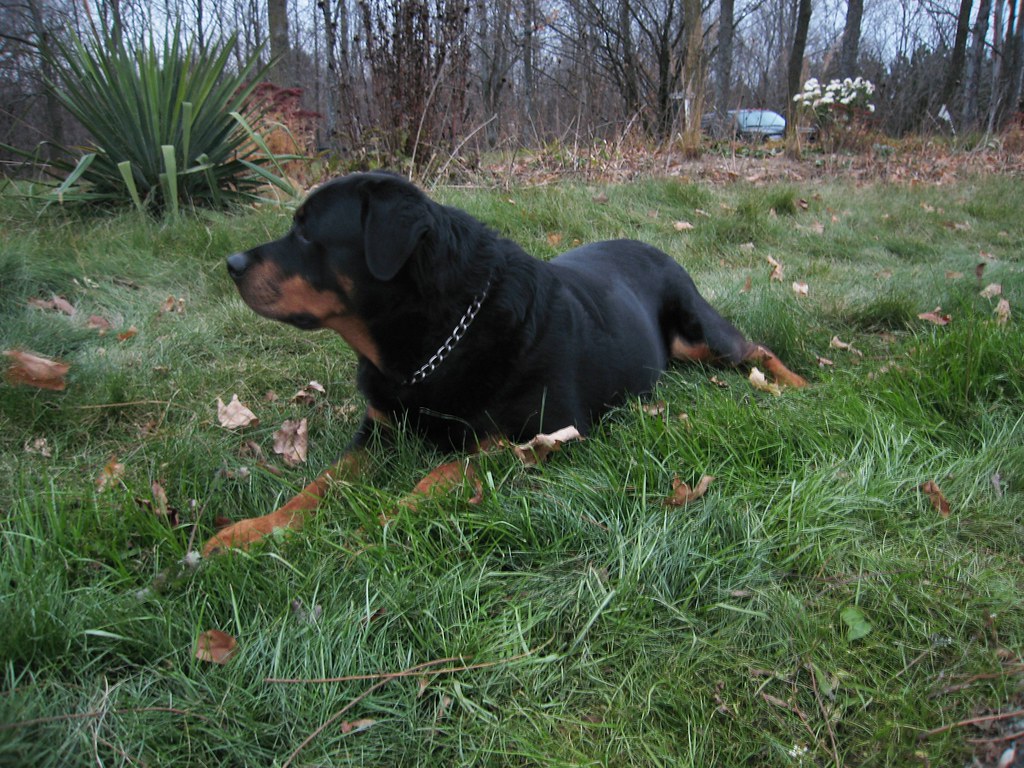 Rottweiler