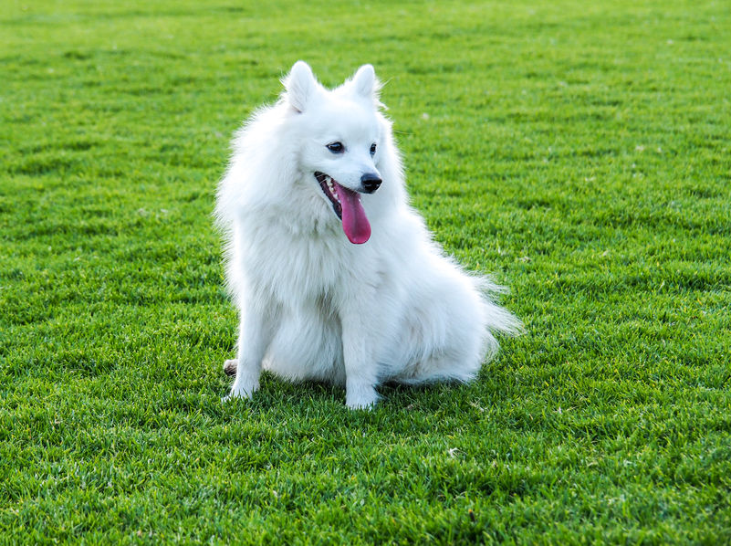 Japanese Spitz first time owners