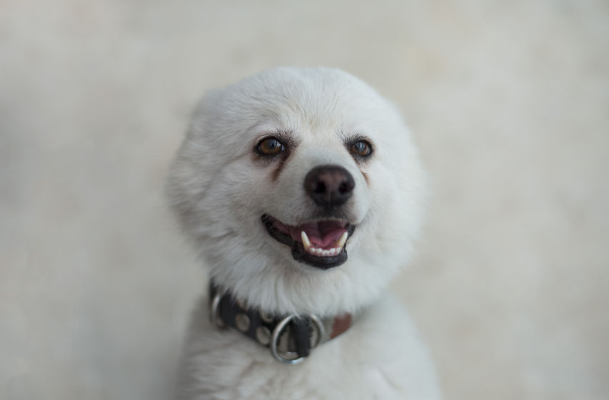 Japanese Spitz tear stain