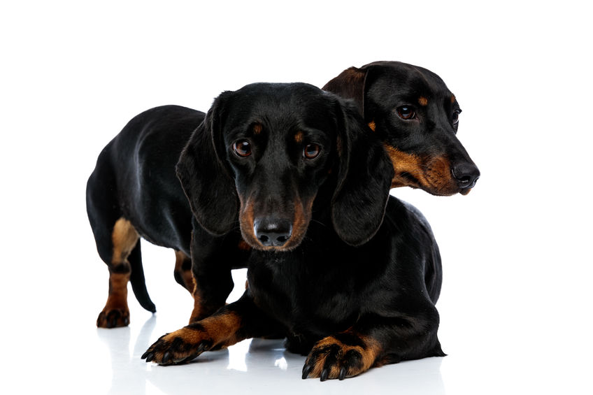 Why Dachshunds Are Better In Pairs Bark How