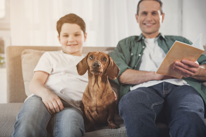 Dachshund good family dog