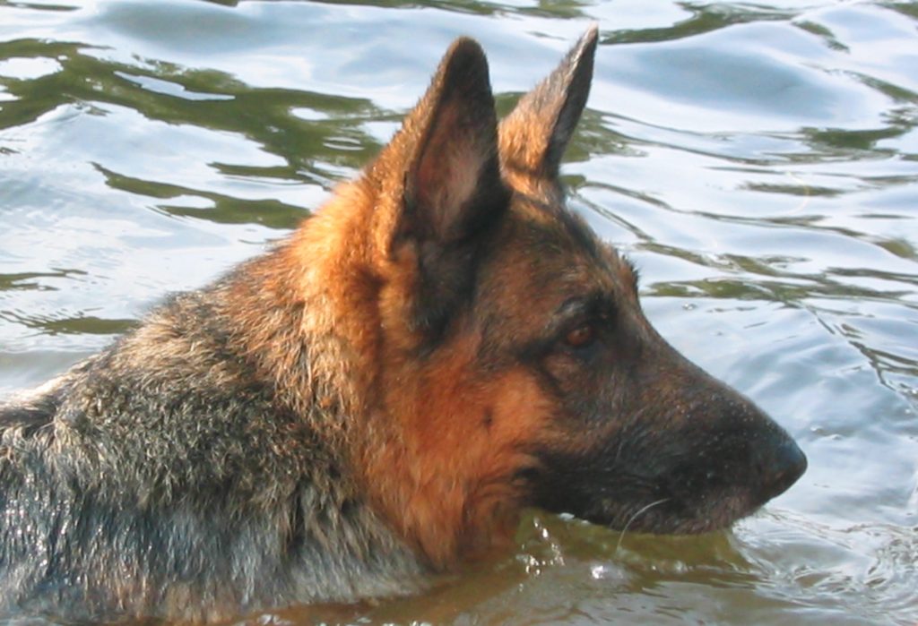 "File:GermanShepherdDog swimming.jpg" by Tony Hicks (Toasterbottom) is licensed under CC BY 3.0