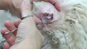 how to professionally pluck dogs ears