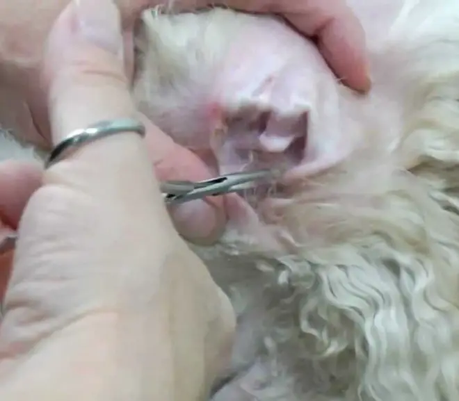 plucking dog ear