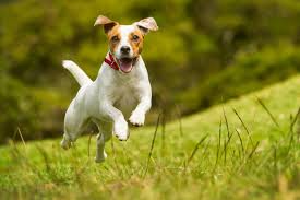 Happy dog running in the fields