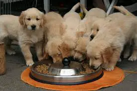 Bunch of puppies eating out of one tray
