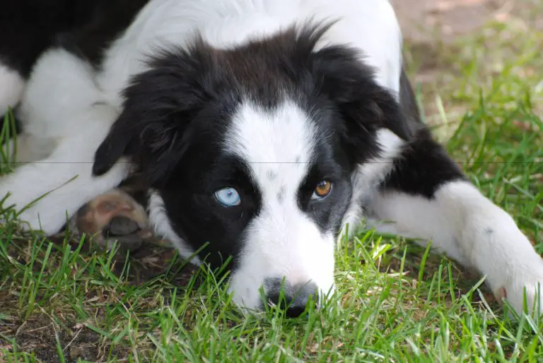 Are puppies born with blue eyes - Bark How