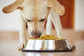 Dog eating out of his bowl