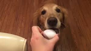 dog egg