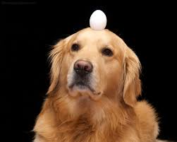 can you give a dog eggs