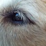 dog eyelashes