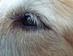 will dog eyelashes grow back