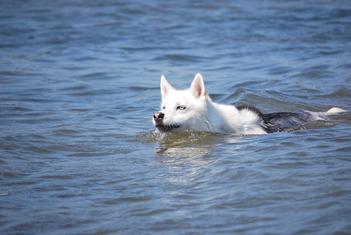 do huskies like water