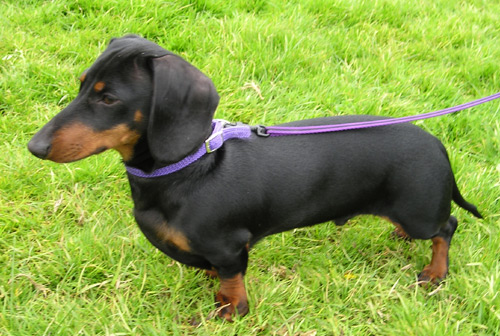 Black and tan miniature dachshund on grass