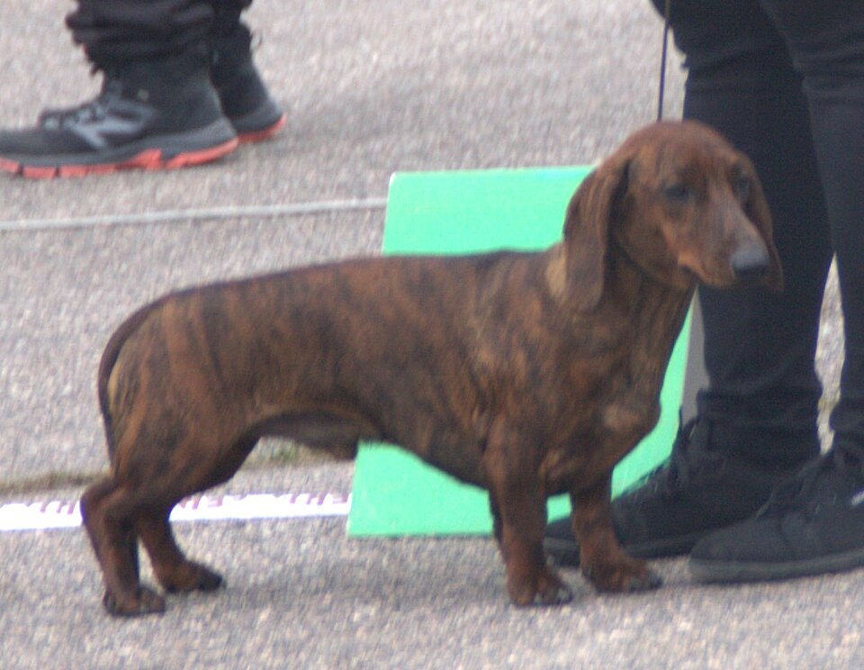Smooth-haired standard brindle dachshund at a dog show