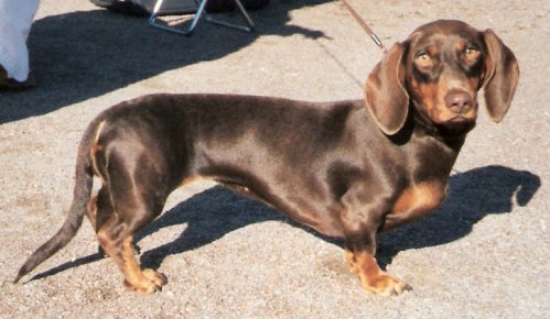 Chocolate and tan smooth-haired dachshund