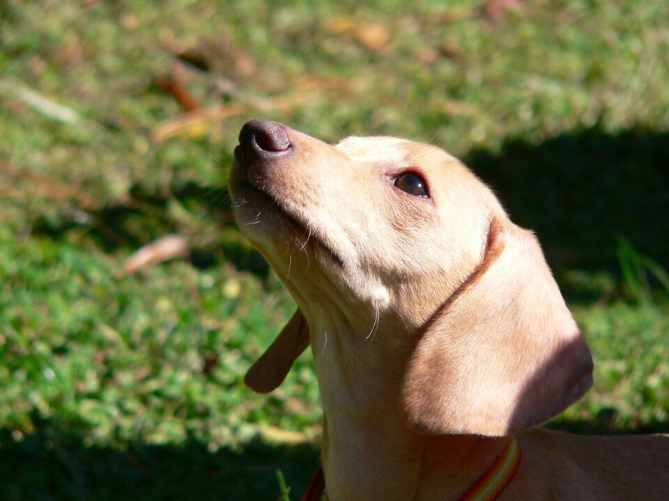 Head of a cream-coloured smooth dachshund looking up
