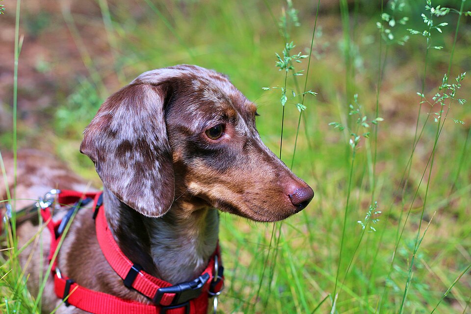Chocolate dapple dachshund in a red harness among long grass