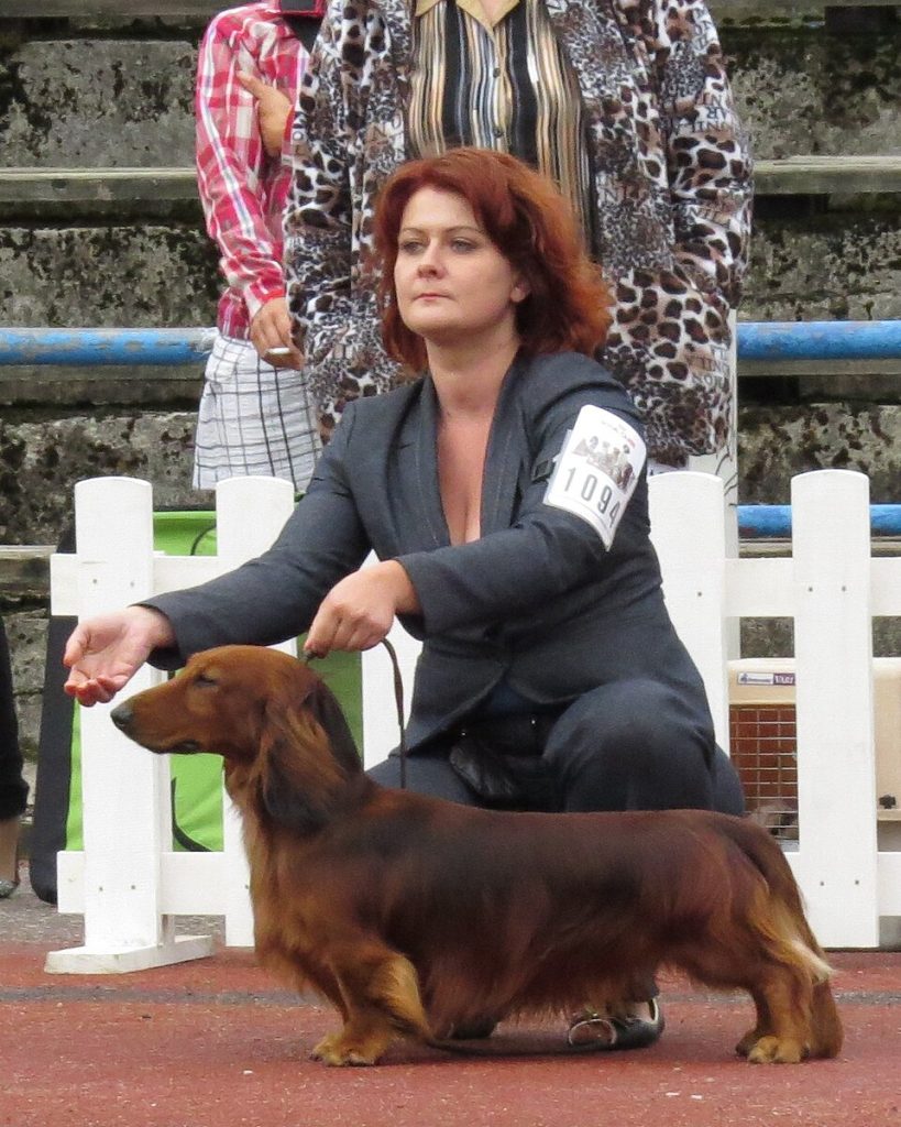 Long-haired standard dachshund in red at a dog show