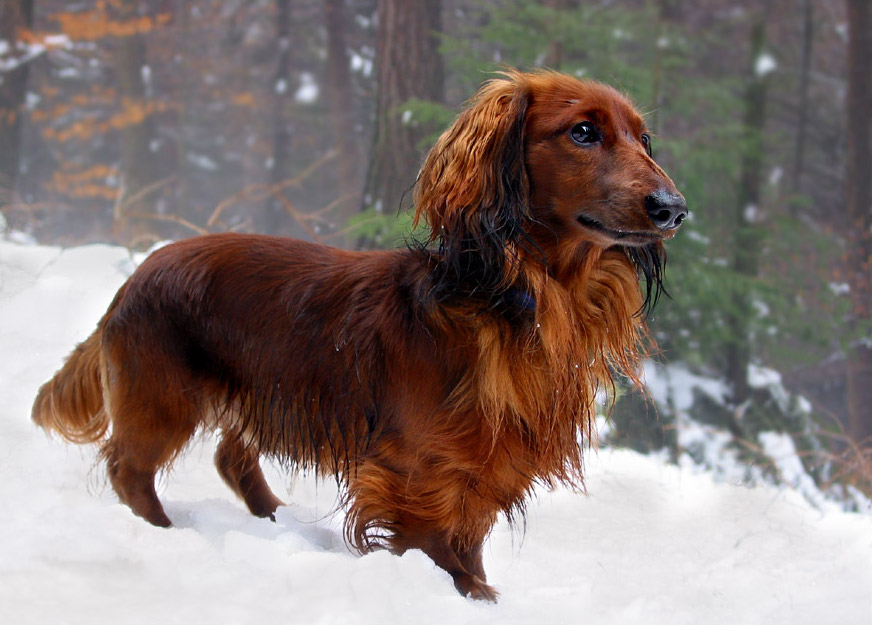 Long-haired miniature dachshund in red standing in snow