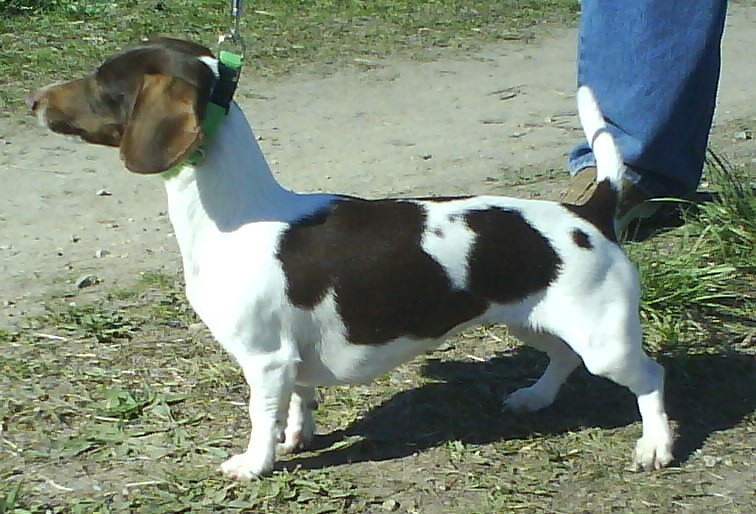 Smooth-haired miniature piebald dachshund, white with brown patches
