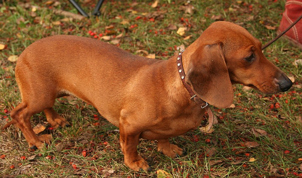 Smooth-haired rabbit (Kaninchen) dachshund in red standing on grass