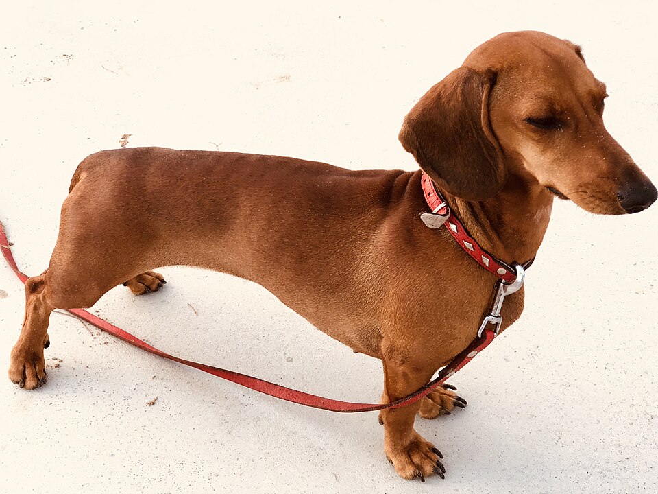 Red smooth-haired dachshund on a red leash