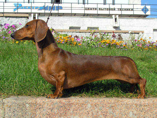 Smooth-haired standard dachshund in red, side view