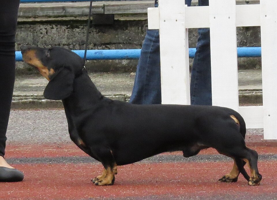 Smooth-haired standard dachshund, black and tan, standing in the show ring
