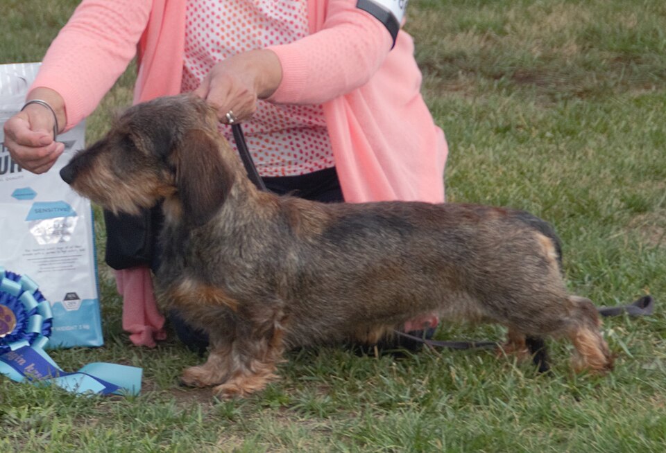 Wire-haired standard dachshund in wild boar colouring at a dog show