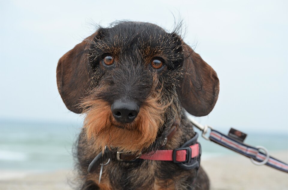 Close-up of a wire-haired dachshund with beard and eyebrows on a beach