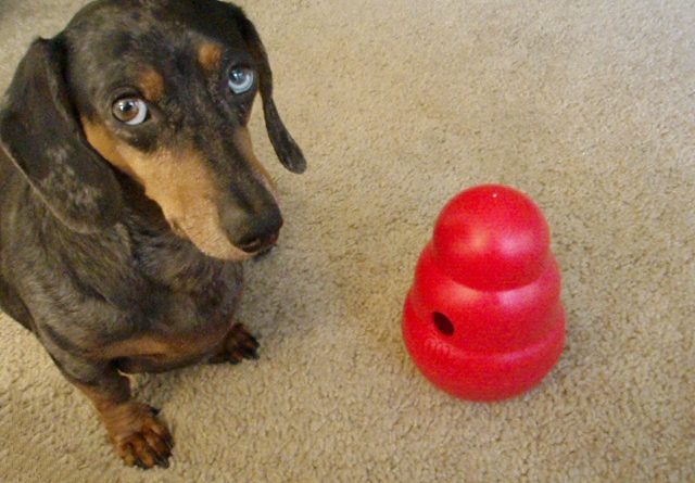 dachshund proof toys