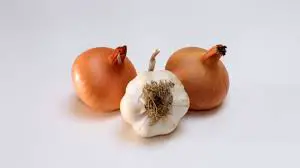 dog onion garlic